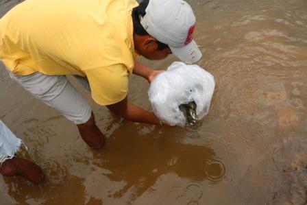 Pelepasan Bantuan Bibit Ikan Gariang Di Pokmaswas Lubuk Larangan Pulau Belibis Taram